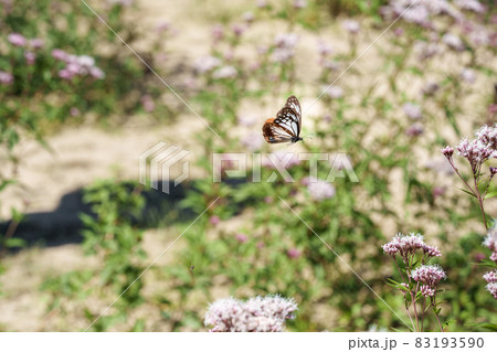 旅するチョウ アサギマダラ 83193590