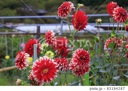 満開の日野ダリア園と秋の花々 83194287