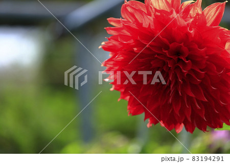 満開の日野ダリア園と秋の花々 83194291