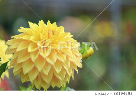 満開の日野ダリア園と秋の花々 83194292