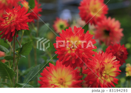 満開の日野ダリア園と秋の花々 83194293