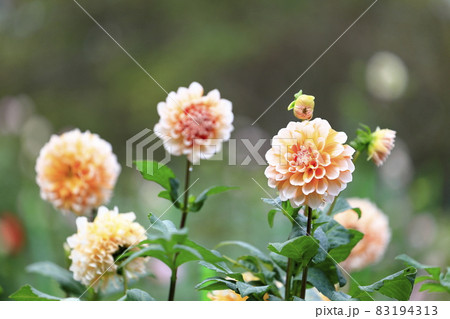 満開の日野ダリア園と秋の花々 満開の日野ダリア園と秋の花々 83194313