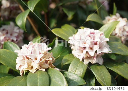 ジンチョウゲ ジンチョウゲ 83194471