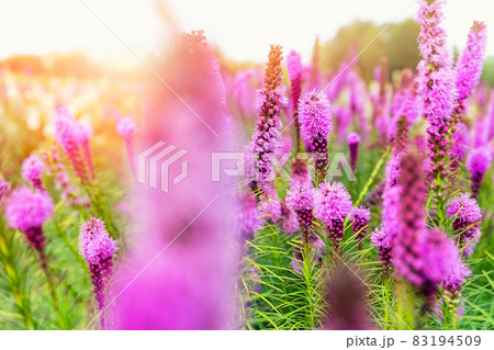 Beautiful abstract scenic landscape view of blooming purple liatris spicata or gayfeather flower meadow in rays of sunset warm sun light. Wildflower field blossoming background Beautiful abstract scenic landscape view of blooming purple liatris spicata or gayfeather flower meadow in rays of sunset warm sun light. Wildflower field blossoming background 83194509