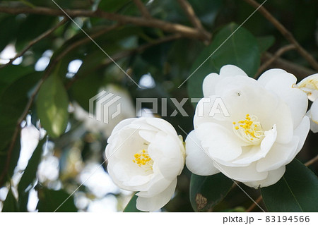 つばき 83194566