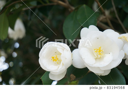 つばき 83194568