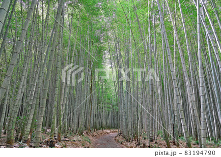 【美濃田竹林街道】 三重県松阪市美濃田町 83194790
