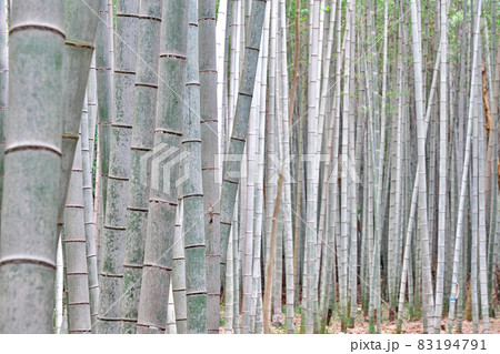 【美濃田竹林街道】 三重県松阪市美濃田町 83194791
