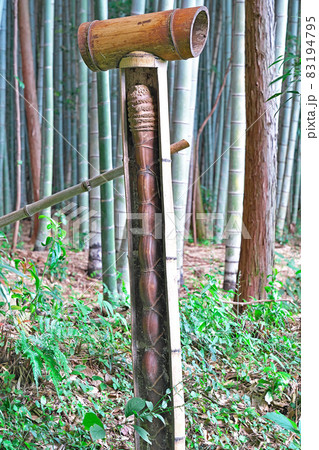 美濃田竹林街道 亀甲竹 三重県松阪市美濃田町の写真素材 美濃田竹林街道 亀甲竹 三重県松阪市美濃田町の写真素材