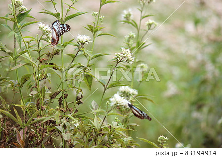 アサギマダラとフジバカマ アサギマダラとフジバカマ 83194914