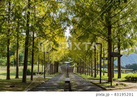 日本へそ公園のメタセコイア並木 日本へそ公園のメタセコイア並木 83195201