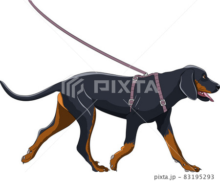 Running big black dog isolated on white background. 83195293