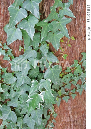 木をはう蔓性植物緑色の蔦アイビー 83195615