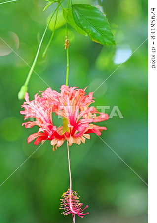 赤い五弁の花びらが反り返るフウリンブッソウゲの花 83195624