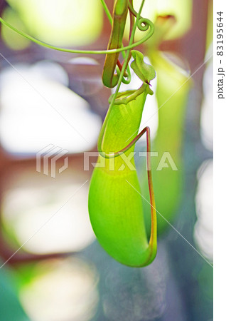 捕虫袋がぶら下がる熱帯性植物のウツボカズラ 83195644