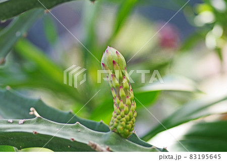 熱帯植物ドラゴンフルーツの蕾 熱帯植物ドラゴンフルーツの蕾 83195645