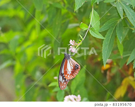 フジバカマにとまる旅する蝶アサギマダラ 83195670