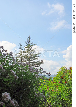 花壇の上を舞飛ぶ渡りの蝶アサギマダラ 83195674