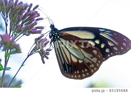 フジバカマにとまる渡りの蝶アサギマダラ 83195688