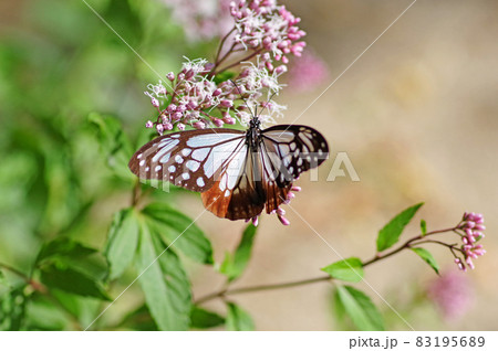 ピンクのフジバカマにとまる渡りの蝶アサギマダラ 83195689