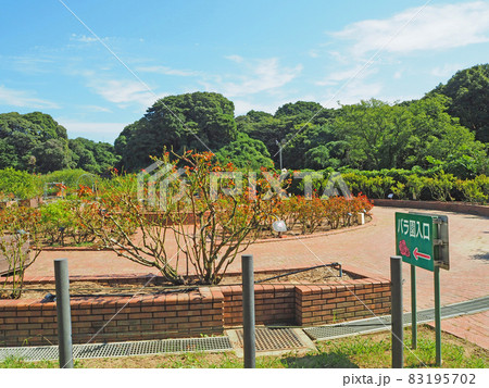 北九州市響灘緑地のグリーンパークバラ園 83195702