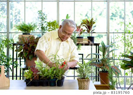 The retired grandfather spent the holidays taking care of the indoor garden. The morning atmosphere in the greenhouse planting room. 83195760