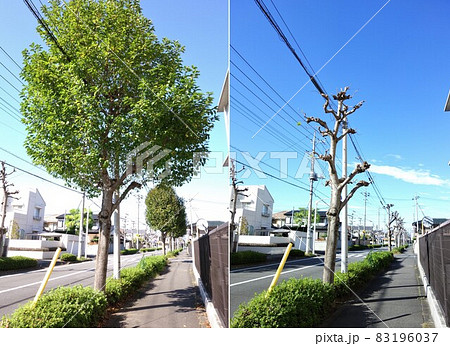 街路樹の剪定前と後 83196037