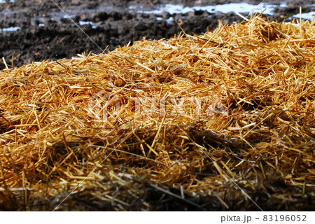 Straw laying on the ground with dark mud in the background 83196052