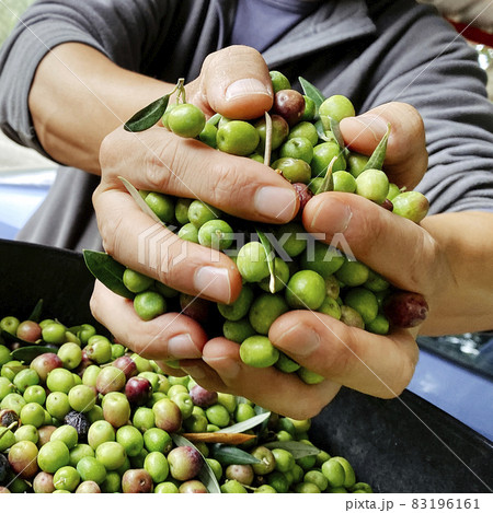 man has a bunch of harvested olives in his hands man has a bunch of harvested olives in his hands 83196161