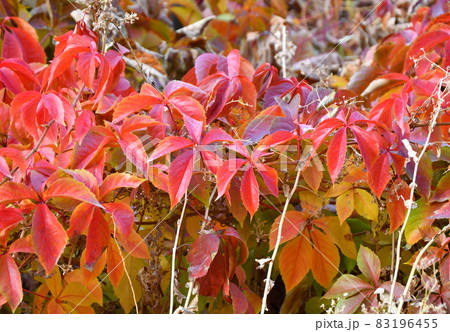 Multicolored leaves of wild or maiden grapes (Latin. Parthenocissus) in autumn Multicolored leaves of wild or maiden grapes (Latin. Parthenocissus) in autumn 83196455