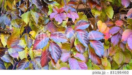 Multicolored leaves of wild or maiden grapes (Latin. Parthenocissus) in autumn Multicolored leaves of wild or maiden grapes (Latin. Parthenocissus) in autumn 83196460