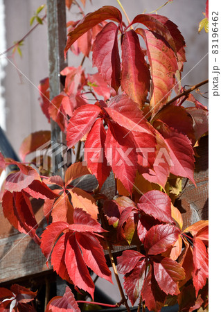 Multicolored leaves of wild or maiden grapes (Latin. Parthenocissus) in autumn 83196462