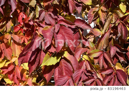 Multicolored leaves of wild or maiden grapes (Latin. Parthenocissus) in autumn Multicolored leaves of wild or maiden grapes (Latin. Parthenocissus) in autumn 83196463