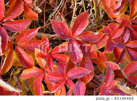 Multicolored leaves of wild or maiden grapes (Latin. Parthenocissus) in autumn Multicolored leaves of wild or maiden grapes (Latin. Parthenocissus) in autumn 83196468
