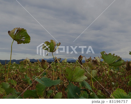 枯れ野原 83196757