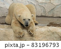 くつろぐホッキョクグマ 83196793