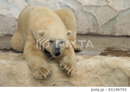 くつろぐホッキョクグマ 83196793