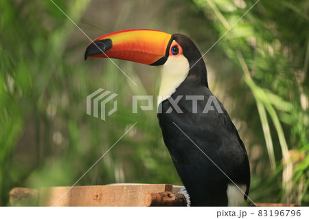 佇むオニオオハシ 83196796