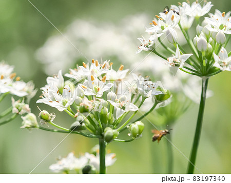 韮の花の写真素材