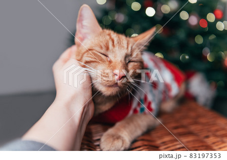 Cute ginger cat in xmas jumper 83197353