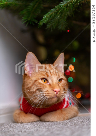 Cute ginger cat in xmas jumper 83197354