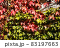紅葉したツタ 83197663