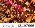 紅葉したツタ 83197666
