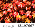 紅葉したツタ 83197667