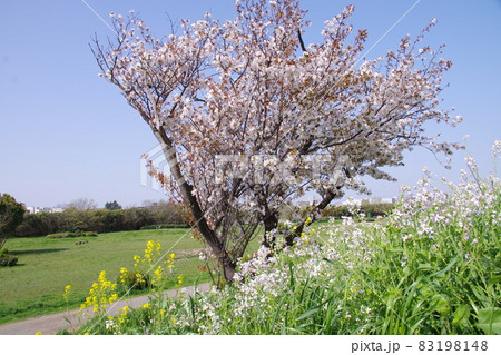 青空に背伸びする桜 青空に背伸びする桜 83198148