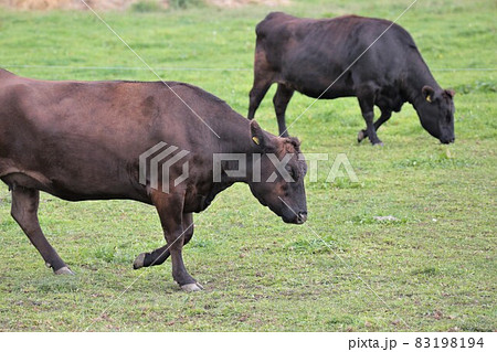 牧場の風景・和牛 83198194