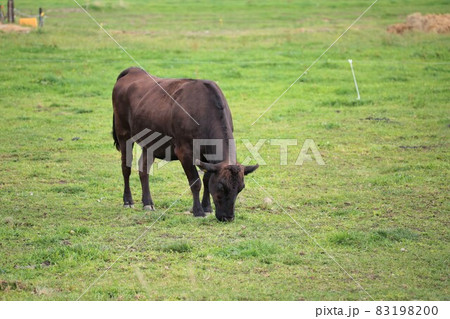 牧場の風景・和牛 83198200