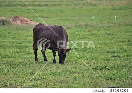 牧場の風景・和牛 83198201