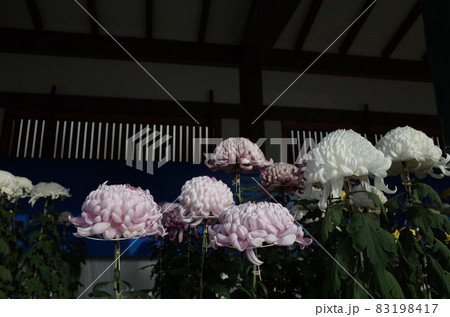 満開の菊花 厚物(白) 満開の菊花 厚物(白) 83198417