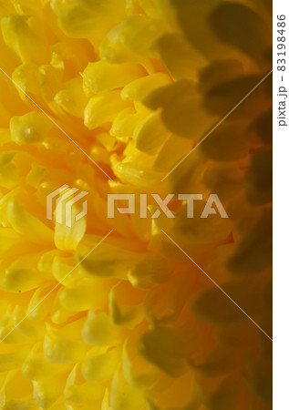 満開の菊花  厚物（黄色） 83198486